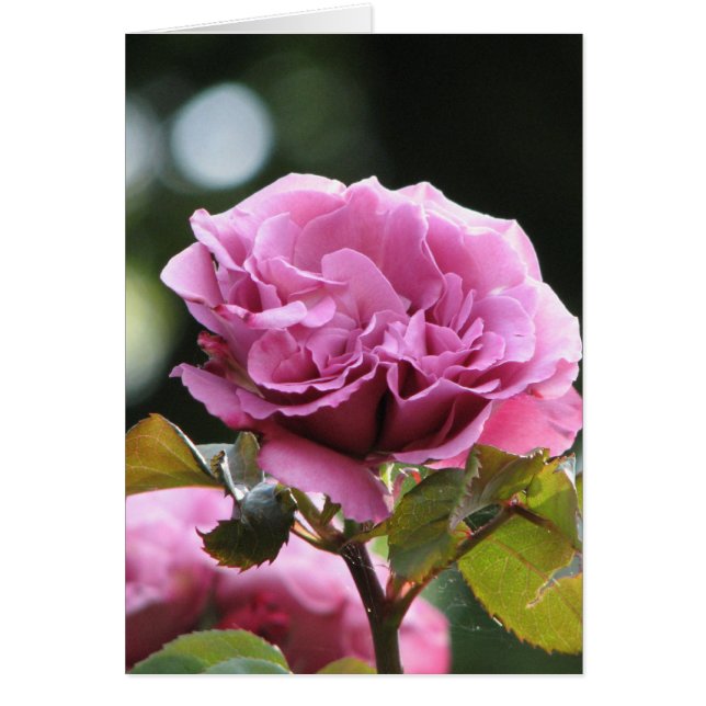 Clima Angel Face 196 (Voorkant)