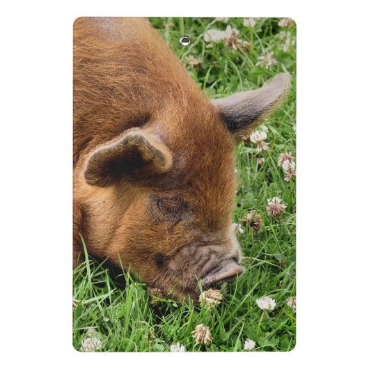 CLIPBOARD KUSTPIG MINI KLEMBORD (Achterkant)