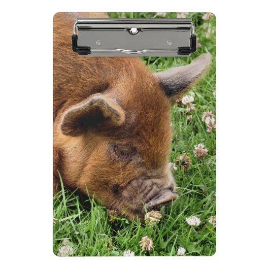 CLIPBOARD KUSTPIG MINI KLEMBORD (Voorkant)