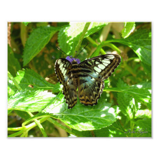Clipper Butterfly Foto Afdruk