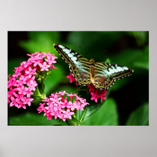 Clipper op Pentas 1 afdrukken Poster