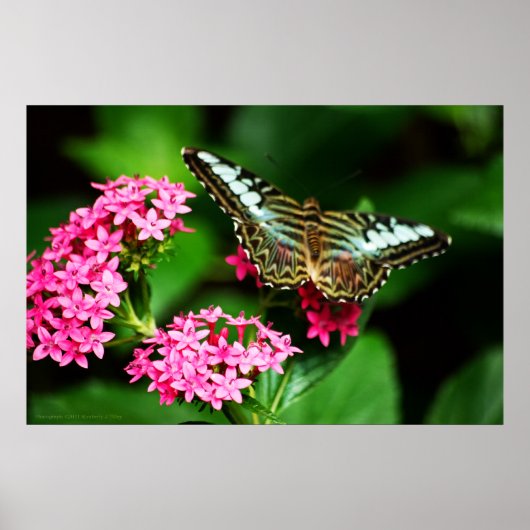 Clipper op Pentas 1 afdrukken Poster (Voorkant)