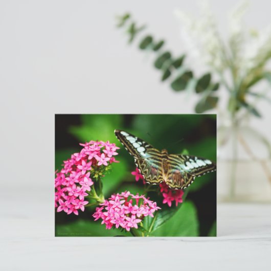 Clipper op Pentas 1 Briefkaart (Staand voorkant)