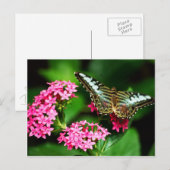 Clipper op Pentas 1 Briefkaart (Voorkant / Achterkant)