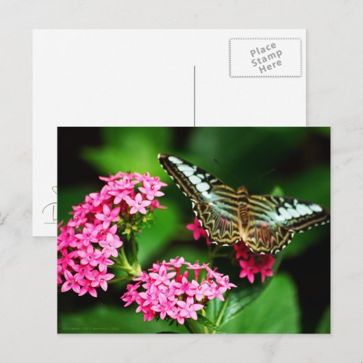 Clipper op Pentas 1 Briefkaart (Voorkant / Achterkant)