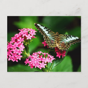 Clipper op Pentas 1 Briefkaart