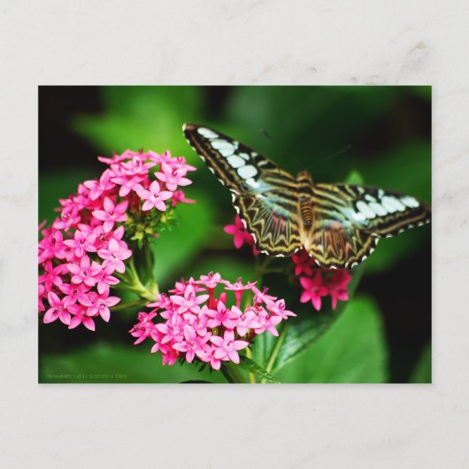 Clipper op Pentas 1 Briefkaart (Voorkant)