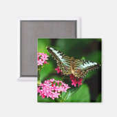 Clipper op Pentas 1 Magnet (Voorkant / Achterkant)