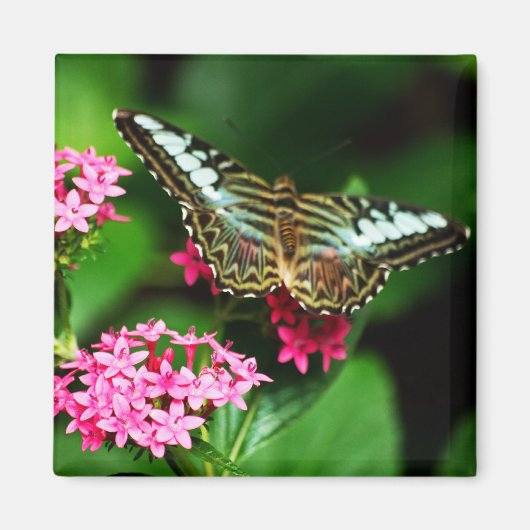 Clipper op Pentas 1 Magnet (Voorkant)