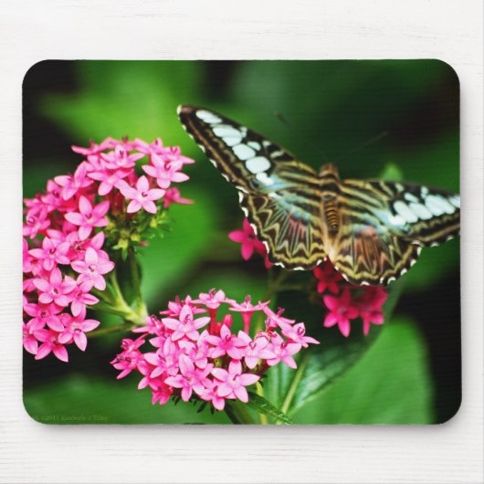 Clipper op Pentas 1 Mousepad Muismat (Voorkant)