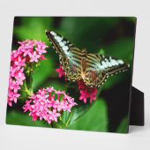 Clipper op Pentas 1 Plaque Fotoplaat (Zijkant)