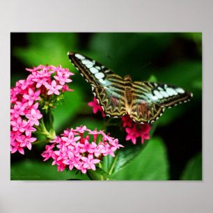 Clipper op Pentas 1 Print