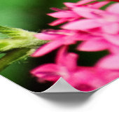 Clipper op Pentas 2 afdrukken Poster (Hoek)