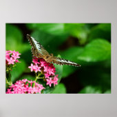 Clipper op Pentas 2 afdrukken Poster (Voorkant)