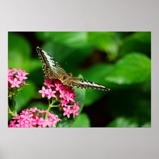 Clipper op Pentas 2 afdrukken Poster (Voorkant)