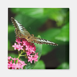 Clipper op Pentas 2 Magnet