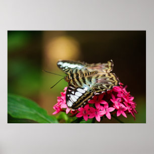 Clipper op Pentas 3 afdrukken Poster