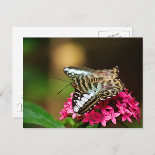 Clipper op Pentas 3 Briefkaart (Voorkant / Achterkant)