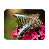 Clipper op Pentas 3 Premium Magnet Magneet (Horizontaal)