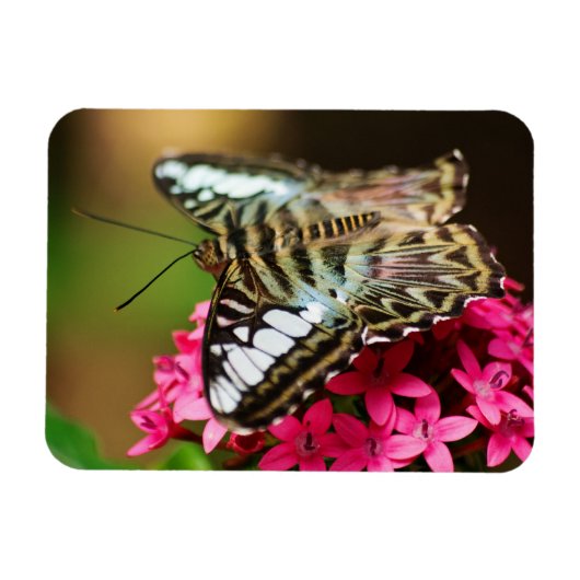 Clipper op Pentas 3 Premium Magnet Magneet (Horizontaal)