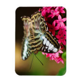 Clipper op Pentas 3 Premium Magnet Magneet (Verticaal)