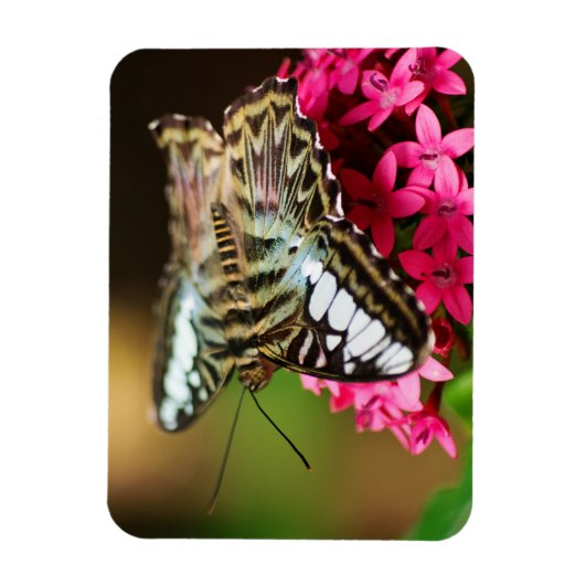 Clipper op Pentas 3 Premium Magnet Magneet (Verticaal)