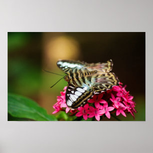 Clipper op Pentas 3 Print