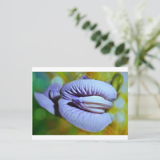 Clitoria Briefkaart (Staand voorkant)
