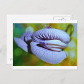 Clitoria Briefkaart (Voorkant / Achterkant)