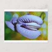 Clitoria Briefkaart (Voorkant)