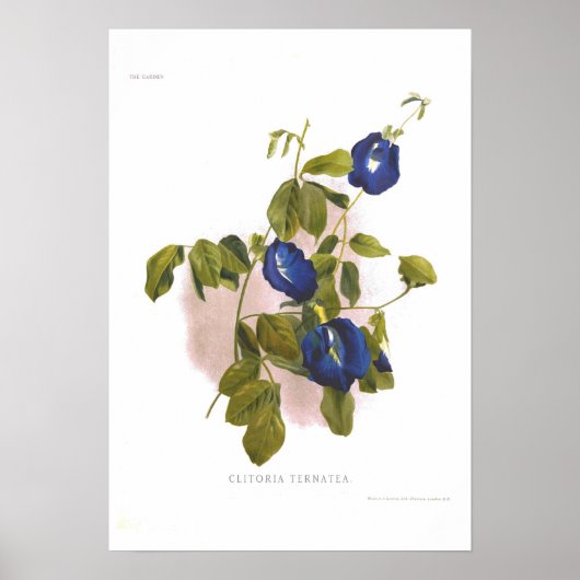 Clitoria ternatea poster (Voorkant)