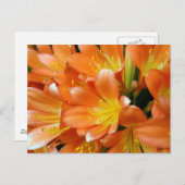 Clivia Miniata Briefkaart (Voorkant / Achterkant)