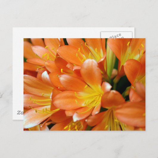 Clivia Miniata Briefkaart (Voorkant / Achterkant)