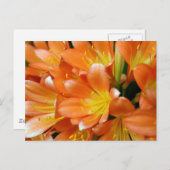 Clivia Miniata Briefkaart (Voorkant / Achterkant)