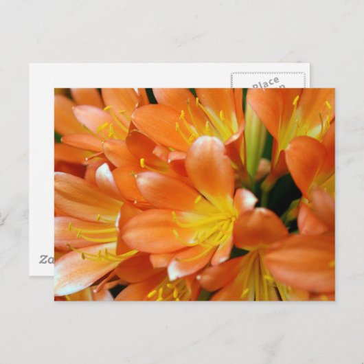 Clivia Miniata Briefkaart (Voorkant / Achterkant)