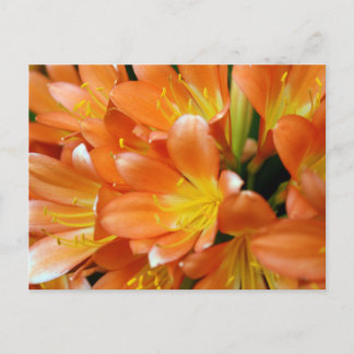 Clivia Miniata Briefkaart