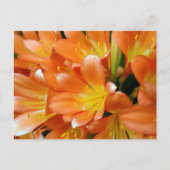 Clivia Miniata Briefkaart (Voorkant)