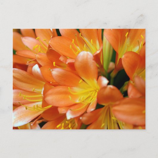 Clivia Miniata Briefkaart (Voorkant)