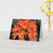 Clivia Miniata - de Oranje prachtige ventilator Kaart (Gele Bloem)