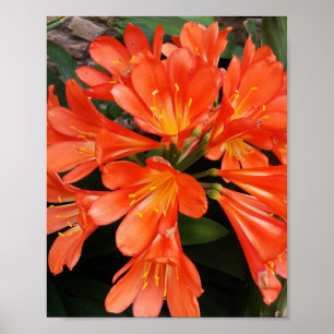 Clivia Miniata - de Oranje prachtige ventilator Poster