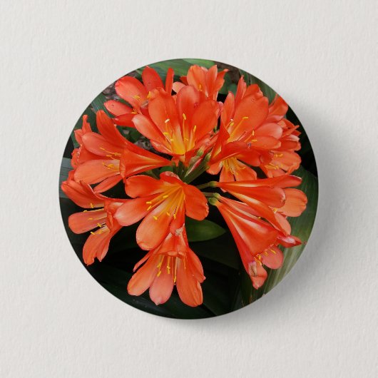 Clivia Miniata - de Oranje prachtige ventilator Ronde Button 5,7 Cm (Voorkant)