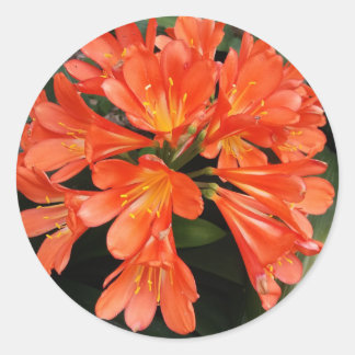 Clivia Miniata - de Oranje prachtige ventilator Ronde Sticker