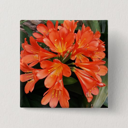 Clivia Miniata - de Oranje prachtige ventilator Vierkante Button 5,1 Cm (Voorkant)