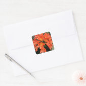 Clivia Miniata - de Oranje prachtige ventilator Vierkante Sticker (Envelop)