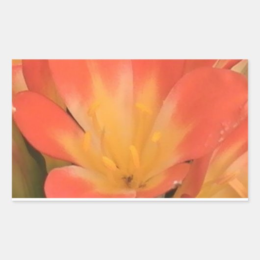 Clivias plant sticker (Voorkant)