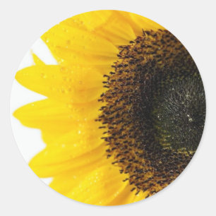 Close-up Afbeelding van zonnebloem Ronde Sticker