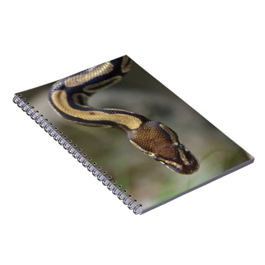 Close-up balpython Postcard Postcard Vierkante Sti Notitieboek (Rechterzijde)