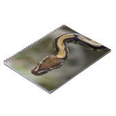 Close-up balpython Postcard Postcard Vierkante Sti Notitieboek (Linkerzijde)