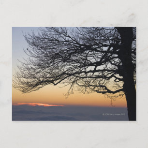 Close-up bij zonsondergang, silhouet briefkaart