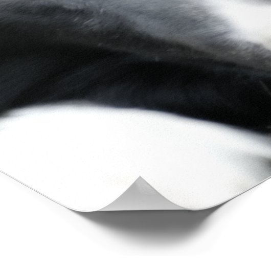 Close-up Black Border Collie Dog Face Orton Art Poster (Hoek)